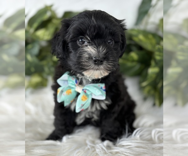 Medium Photo #2 Morkie Puppy For Sale in ROCK STREAM, NY, USA