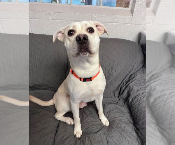 Medium Photo #2 Labrador Retriever-Unknown Mix Puppy For Sale in Muskegon, MI, USA