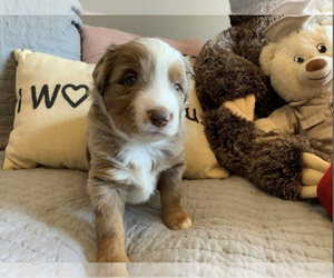 Australian Shepherd Puppy for sale in FIRESTONE PARK, CA, USA