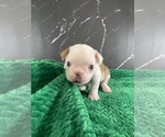 Small Photo #150 Boston Terrier Puppy For Sale in TULARE, CA, USA