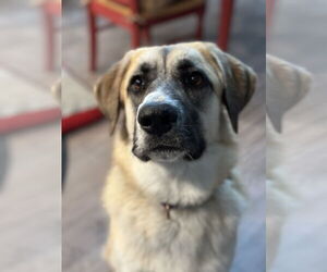 Anatolian Shepherd Dogs for adoption in Bend, OR, USA