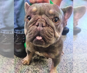 French Bulldog Dogs for adoption in Rancho Cucamonga, CA, USA