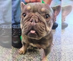 Small French Bulldog