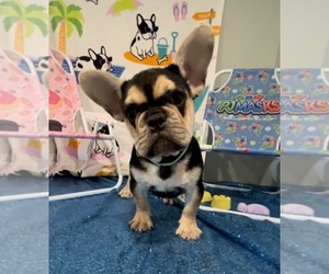 French Bulldog Puppy for sale in ADELAIDE, WA, USA