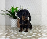 Small #6 Dachshund