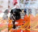 Small Photo #65 Yorkshire Terrier Puppy For Sale in AKRON, OH, USA