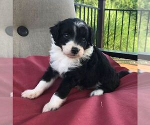 Australian Shepherd-Poodle (Toy) Mix Puppy for sale in DREXEL, MO, USA