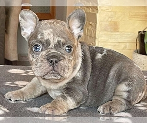 French Bulldog Puppy for sale in BOSTON, MA, USA