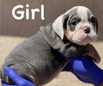 Small Photo #1 English Bulldog Puppy For Sale in WILSON, WY, USA