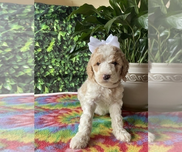 Medium Photo #1 Poodle (Standard) Puppy For Sale in LANCASTER, PA, USA