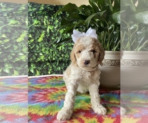 Poodle (Standard) Puppy for sale in LANCASTER, PA, USA