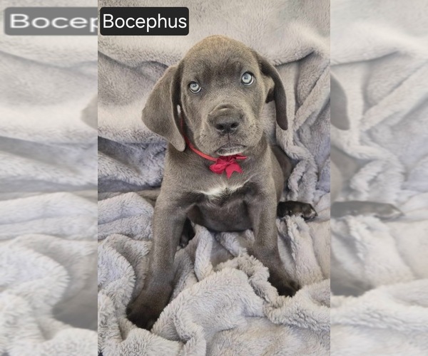 Medium Photo #1 Cane Corso Puppy For Sale in MINERAL WELLS, WV, USA