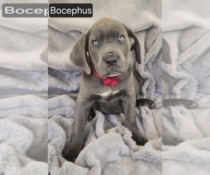 Cane Corso Puppy for sale in MINERAL WELLS, WV, USA