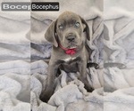 Small Cane Corso