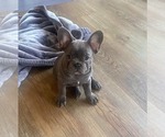 Puppy 1 French Bulldog