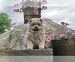 Puppy Sophie AKC Chow Chow
