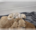 Small Photo #12 Golden Retriever Puppy For Sale in TULARE, CA, USA