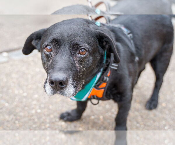 Medium Photo #5 Labbe Puppy For Sale in Shermans Dale, PA, USA