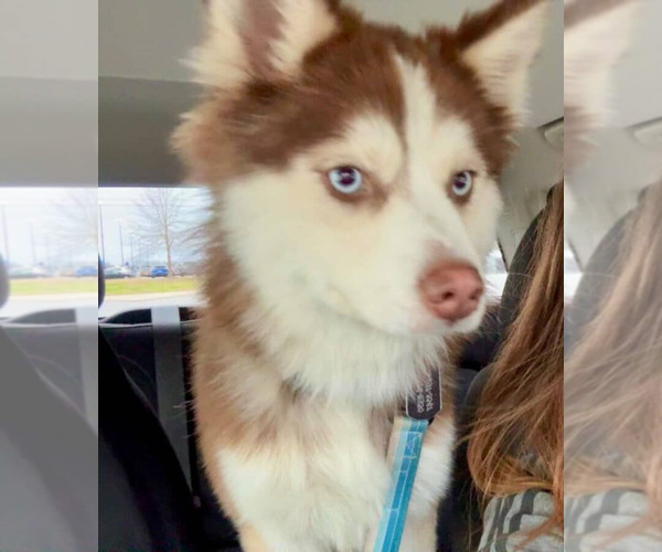 Medium Photo #1 Pomsky Puppy For Sale in HUBERT, NC, USA