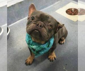 French Bulldog-Unknown Mix Dogs for adoption in San Antonio, TX, USA