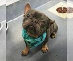 Small French Bulldog Mix