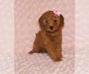 Poodle (Toy) Puppy for sale in WARRENSBURG, MO, USA