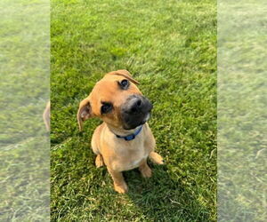 Mutt Dogs for adoption in New London, WI, USA