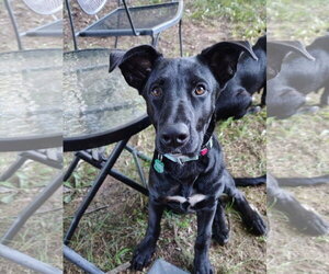 Shepradors Dogs for adoption in New London, WI, USA