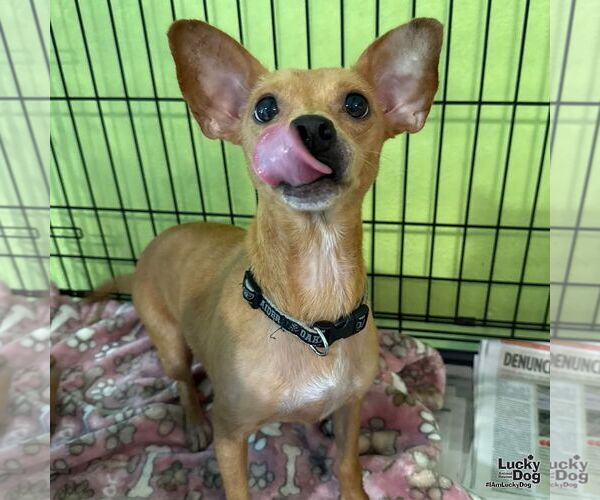 Medium Photo #2 Chihuahua-Unknown Mix Puppy For Sale in Washington, DC, USA