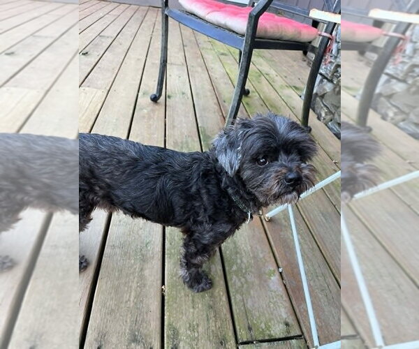 Medium Photo #11 Mutt Puppy For Sale in Candler, NC, USA