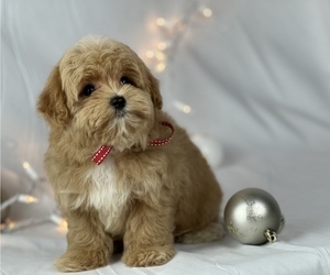 Maltipoo Puppy for sale in HOUSTON, TX, USA