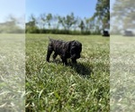 Small Photo #27 Goldendoodle Puppy For Sale in HOWARD CITY, MI, USA