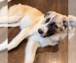 Small #3 Great Pyrenees Mix