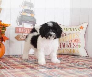 Goldendoodle Puppy for sale in BEL AIR, MD, USA