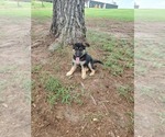 Puppy 5 German Shepherd Dog