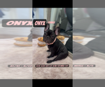Small #1 French Bulldog