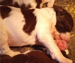 Small Photo #7 English Springer Spaniel Puppy For Sale in LEWISBERRY, PA, USA