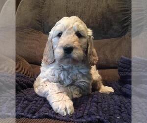 Goldendoodle-Poodle (Standard) Mix Puppy for sale in LEBANON, IN, USA