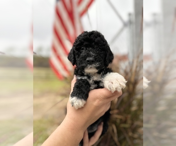 Medium Photo #2 Miniature Bernedoodle Puppy For Sale in HERNANDO, FL, USA