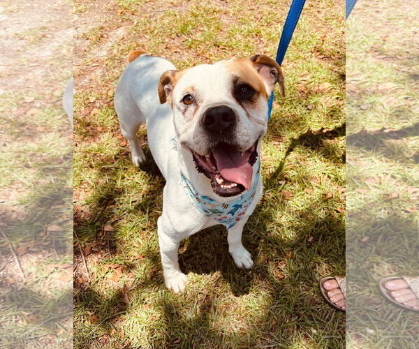 Medium Photo #4 Bulloxer Puppy For Sale in Myrtle Beach, SC, USA