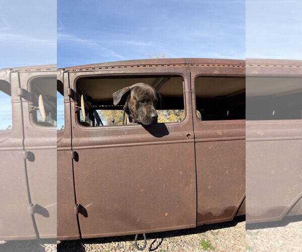 Medium Photo #7 Mastiff Puppy For Sale in Goodyear, AZ, USA