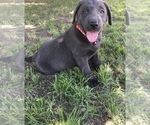Small Photo #2 Labrador Retriever Puppy For Sale in STRATHMORE, CA, USA