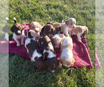 Small Brittany