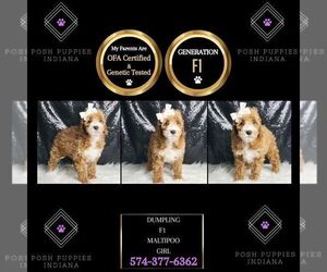 Maltipoo Puppy for sale in WARSAW, IN, USA