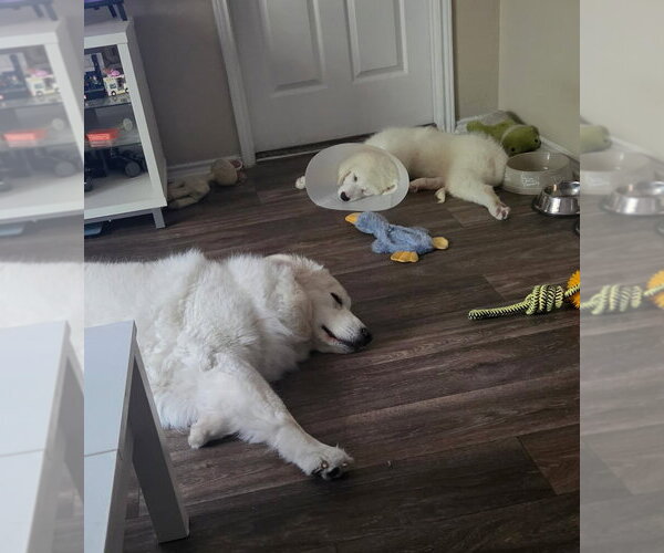 Medium Photo #4 Great Pyrenees Puppy For Sale in Dallas, TX, USA