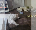 Small #3 Great Pyrenees