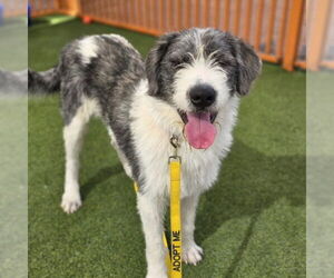 Irish Wolfhound-Unknown Mix Dogs for adoption in Las Vegas, NV, USA