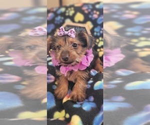 Medium Yorkshire Terrier
