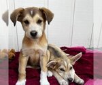 Small #1 Huskies  Mix