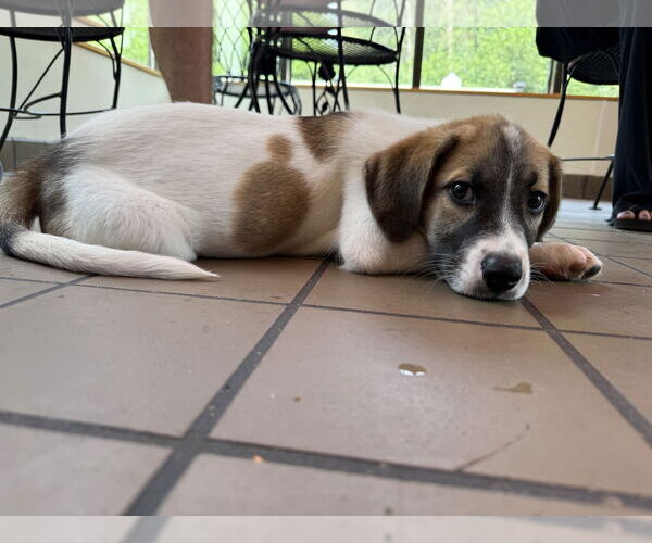 Medium Photo #5 Mutt Puppy For Sale in St. Louis Park, MN, USA